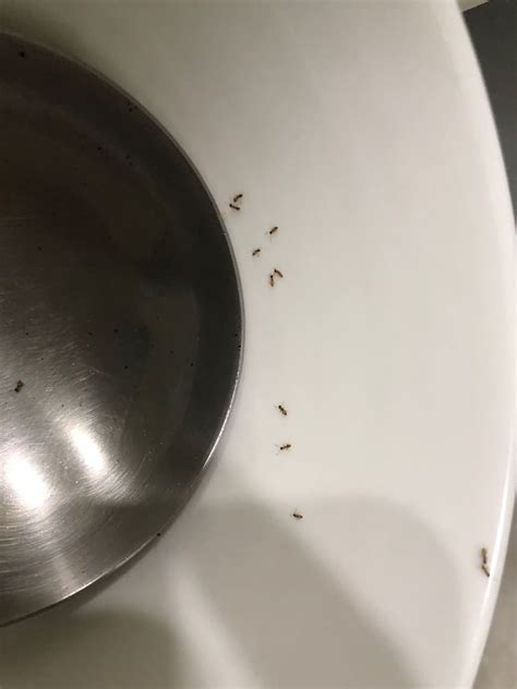 廚房螞蟻很多 噪音標準查詢